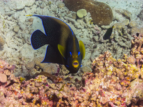 kaiserfisch schaut in kamera