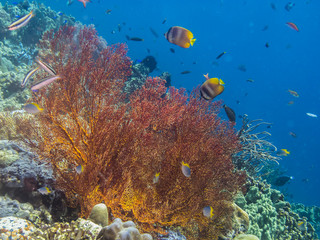 Fototapeta na wymiar orange koralle und fische