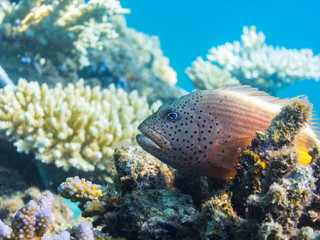Naklejka na ściany i meble korallenwaechter auf korallen