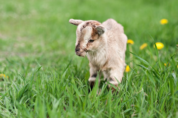 Naklejka na ściany i meble cute little gray goat on the summer meadow