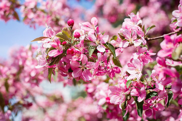 Spring flower