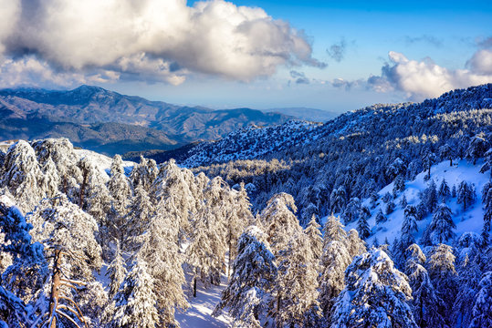 Fototapeta Troodos mountain range in winter. Cyprus