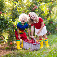 Kids picking apples in fruit garden