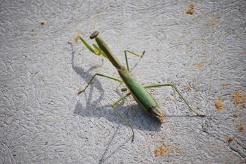 Grasshopper Sunning