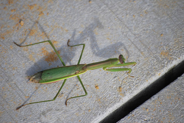 Grasshopper with Shadow