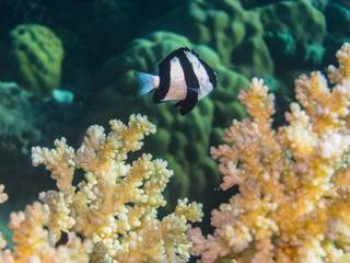 Fototapeta na wymiar riffbarsch bei korallen