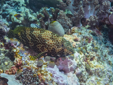 honigwaben zackenbarsch im meer