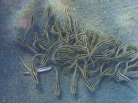gestreifte korallenwelse im meer