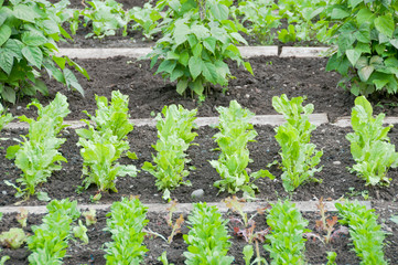 Fresh spinach and string bean plants on a vegetable garden ground 
