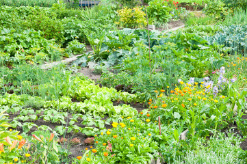 Marigold and different vegetables on a vegetable garden ground
