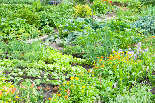 Fototapeta Marigold and different vegetables on a vegetable garden ground