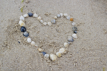 seashells in the shape of a heart 