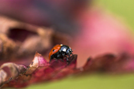 Seven spotted red ladybug (Coccinella septempunctata) in spring