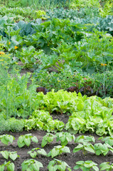 Fresh green lettuce and bush bean plants on a vegetable garden ground with other vegetables in the background.
