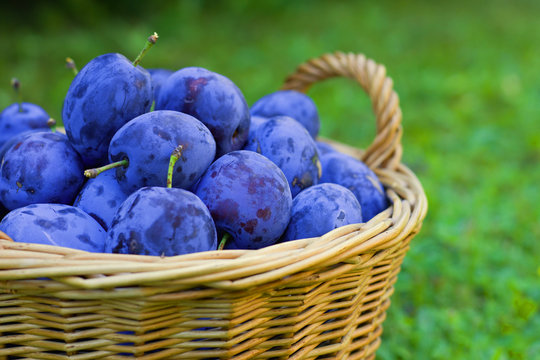 Ripe plums in a wicker basket, grassy background