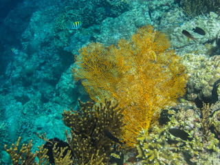 Fototapeta na wymiar gelbe grosse koralle