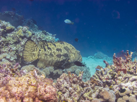 grosser zackenbarsch im meer