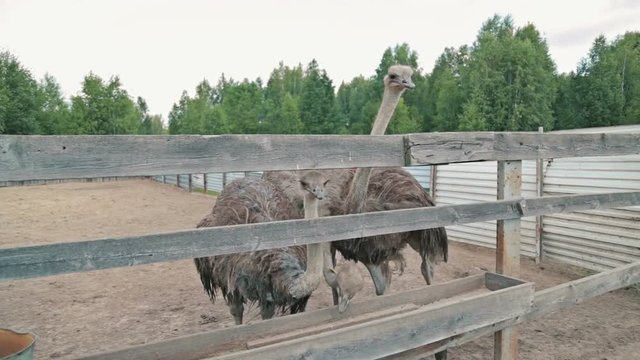Group of hungry ostriches (Struthio camelus) eat from the trough on an ostrich farm