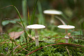 mushrooms