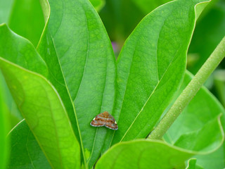 One little brown butterfly resting on bright green leaf 