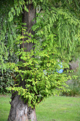 Marsh cypress (Taksodium double-row) (Taxodium distichum (L.) Ri