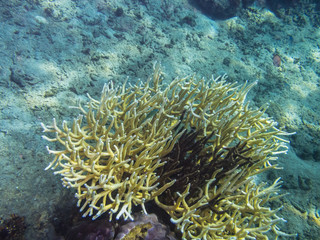 Naklejka na ściany i meble zarte gelbe koralle