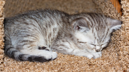 Naklejka na ściany i meble Kitten breed Scottish Fold sleeping in his house.