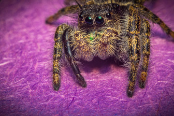 Jumping Spider Macro
