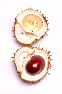chestnut harvest
