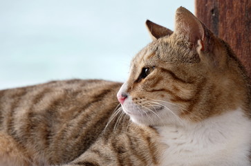 Close-up portrait of gray striped domestic cat 