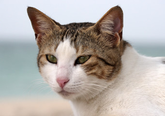Naklejka na ściany i meble Close-up portrait of gray striped domestic cat with yellow eyes. 