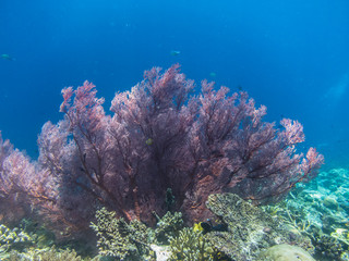 Fototapeta na wymiar schoene rote koralle
