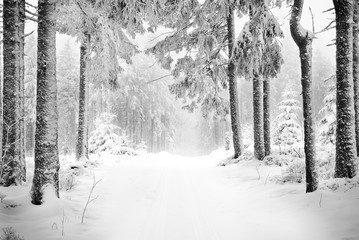 Winter Woodland