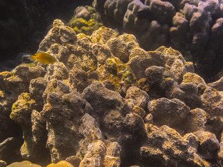 grosse korallen im meer