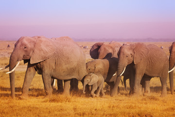 Fototapeta na wymiar Close-up picture of elephant family in Kenya