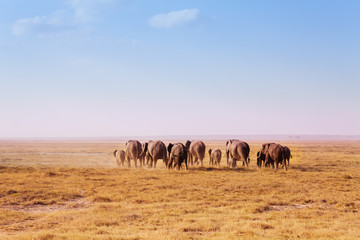 Fototapeta na wymiar Big herd of elephants walking in Kenyan savannah