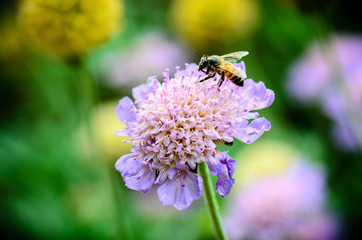 A bee enjoys a pincushion flower.