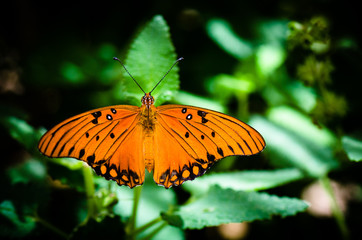Orange butterfly with open wings on a green leaf.