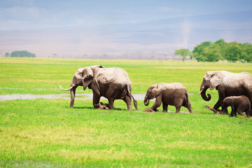 Naklejka na ściany i meble Elephant family walking together in swamplands