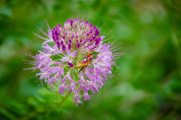 Wasp on a purple flowering plant.