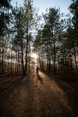 Man is cycling on forest road in evening with sunlight