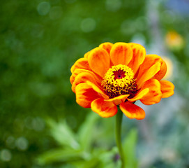 orange flower closeup focus on flower whit blurry background.