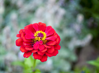 red zinnia flower close up on green nature blurry background