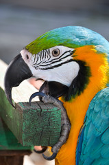 Beautiful colorful ara clung to a piece of wood closeup