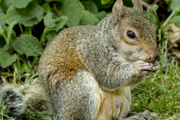 Portrait of squirrel in the park