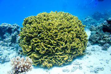 The green coral at the bottom of the red sea. Underwater photogr