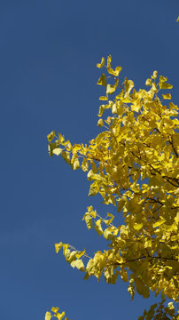 Herbstlicher Himmel