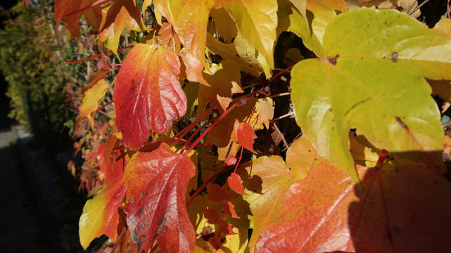 Herbstbl&auml;tter
