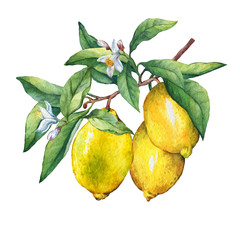 Fresh citrus fruit lemon on a branch with fruits, green leaves, buds and flowers. Hand drawn watercolor painting on white background.