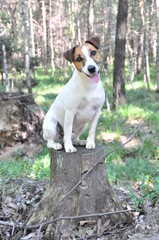 Hund sitzt auf Baumstumpf und schaut mit schräger Kopfhaltung freundlich in die Kamera